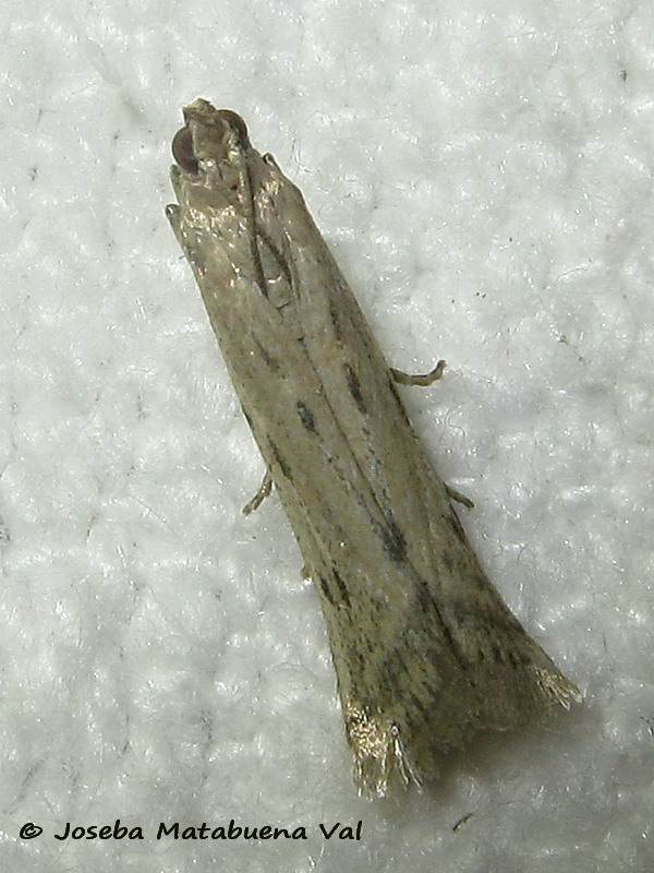 Phycitodes binaevella - Pyralidae ?